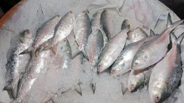 Govt takes new initiatives to boost hilsa production