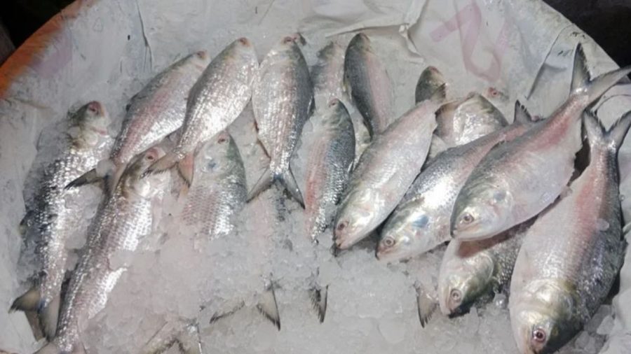 Govt takes new initiatives to boost hilsa production