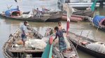 22-day fishing ban in Meghna River to protect hilsa