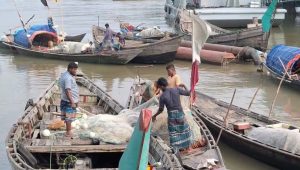 22-day fishing ban in Meghna River to protect hilsa