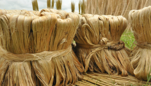 How jute rewires Bangladesh-China trade