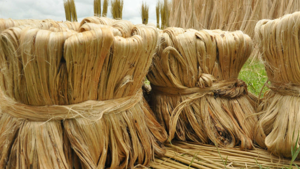 How jute rewires Bangladesh-China trade
