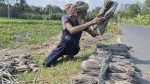 Good prices revive jute farming