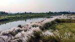 Punarbhaba riverbank turns white with Kans