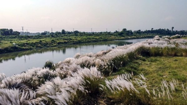 Punarbhaba riverbank turns white with Kans