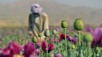 Afghanistan opium poppy cultivation surges despite Taliban govt ban: UN