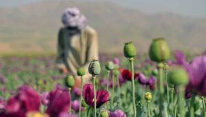 Afghanistan opium poppy cultivation surges despite Taliban govt ban: UN