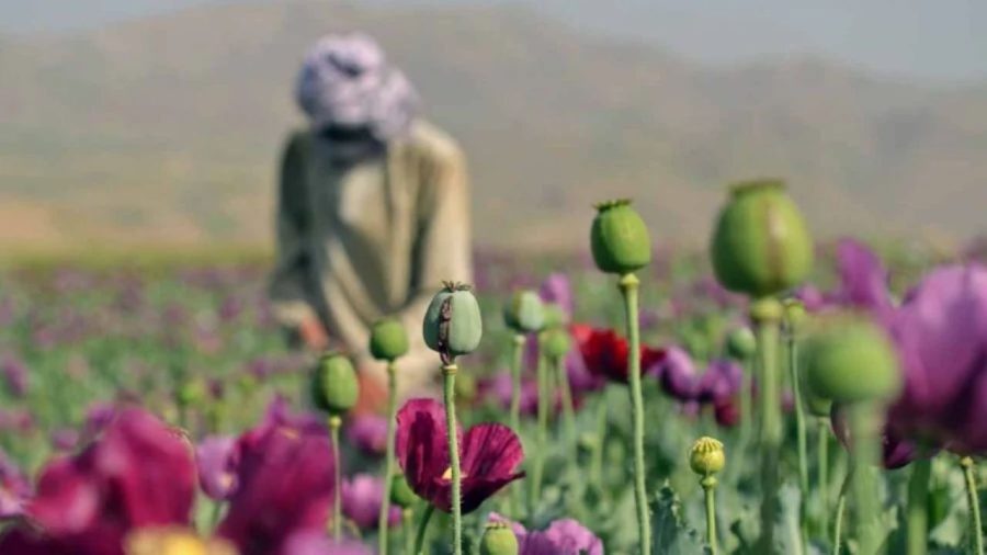 Afghanistan opium poppy cultivation surges despite Taliban govt ban: UN