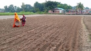 Farmers bank on early potato prices