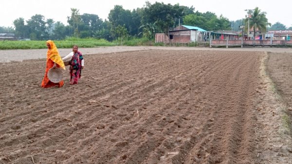 Farmers bank on early potato prices