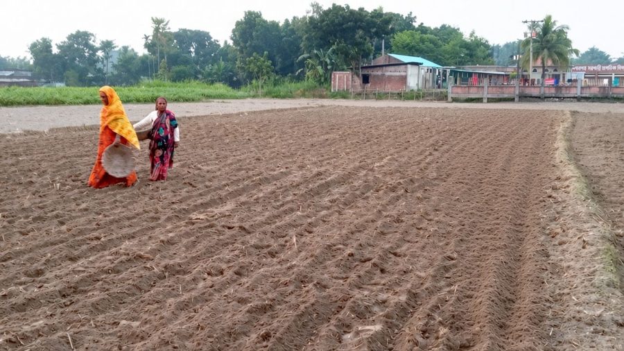 Farmers bank on early potato prices