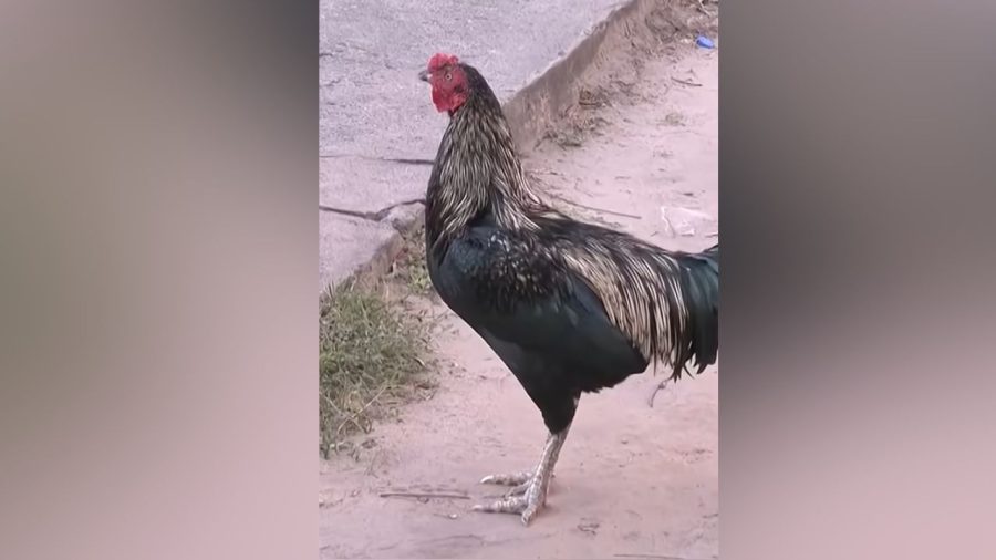 Rooster stays outside Bolivia hospital 8 years after owner’s death