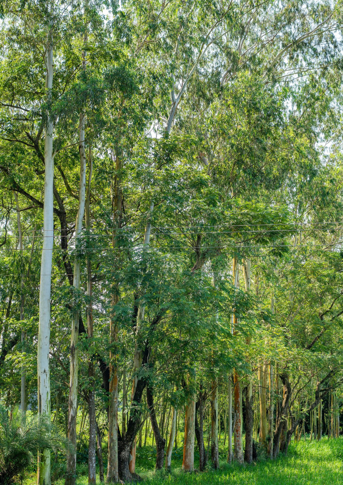 tree